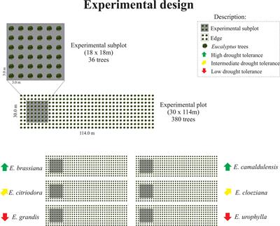 Arbuscular Mycorrhizal Fungi and Soil Quality Indicators in Eucalyptus genotypes With Different Drought Tolerance Levels